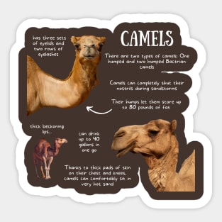 Animal Facts - Camel Sticker